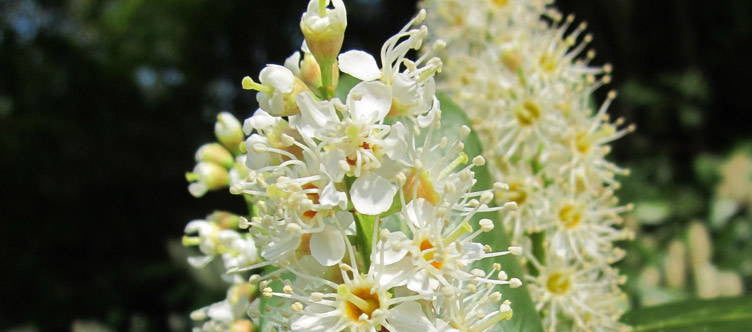 Pruning the Cherry Laurel (Prunus laurocerasus)