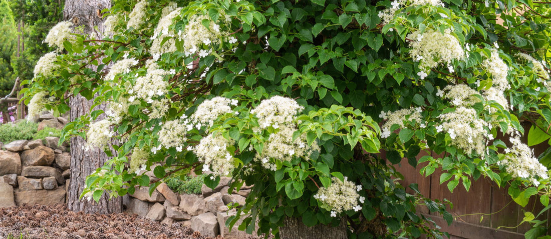 Climbing Hydrangea: Easy and Beautiful