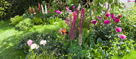 How are organic plants grown?