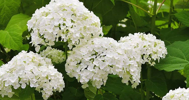 Pruning smooth hydrangea