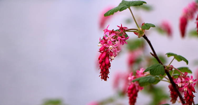 Pruning the flowering Currant (Ribes sanguineum)