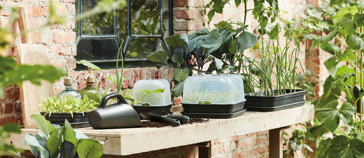 Sowing indoors: start your vegetable garden indoors for a tasty harvest.