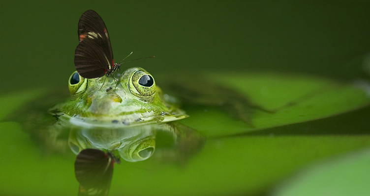 10 Tips for your pond