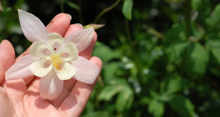Taking care of your perennials