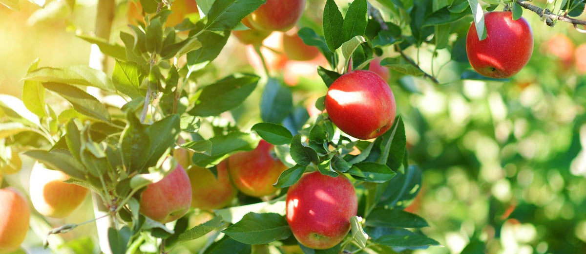 Pruning fruit trees: when and how?