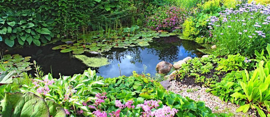 Pruning pond plants