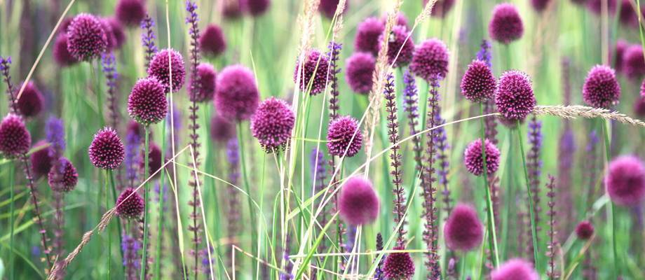 A garden full of Alliums
