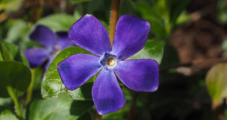 Pruning the Periwinkle