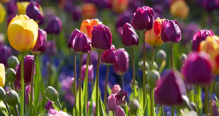 Planting tulip bulbs