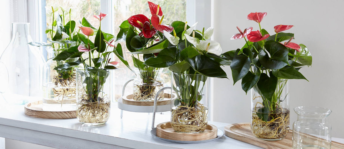 Anthurium in water