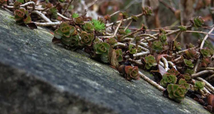 Ground cover plants for shady places
