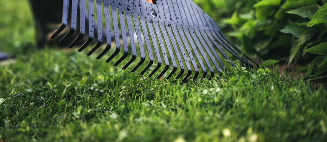 How to care for your lawn