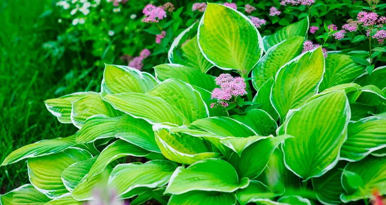 Plant diseases, insects and garden pests — prevention and cure