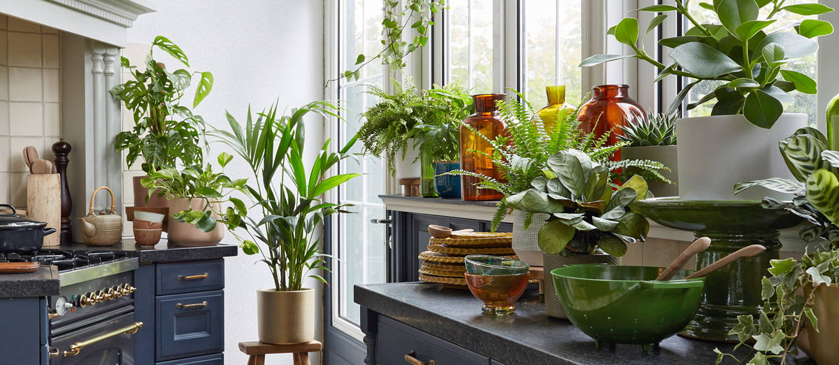 Plant sets that colour your room green in one go