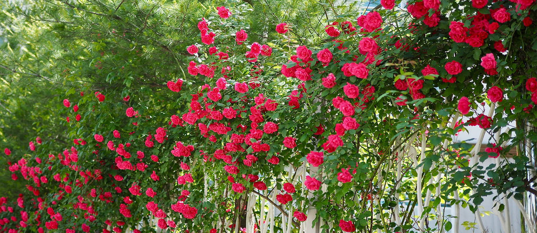 Climbing Roses
