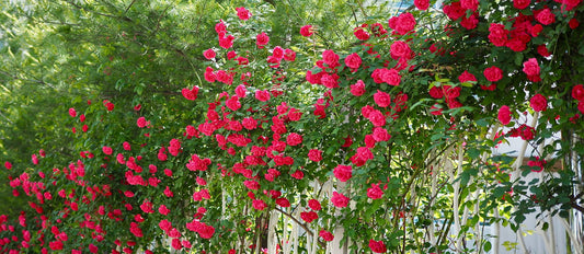 Climbing Roses