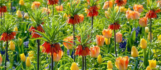 Fritillaries: bluebells for later in the spring