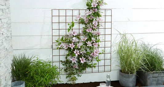 Planting and taking care of climbing plants