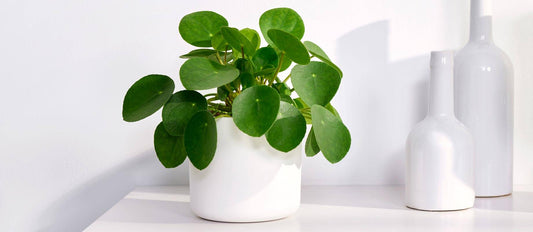 Chinese money plant cuttings