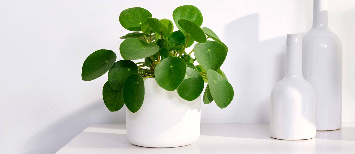 Chinese money plant cuttings