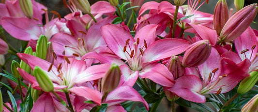 Caring for lilies