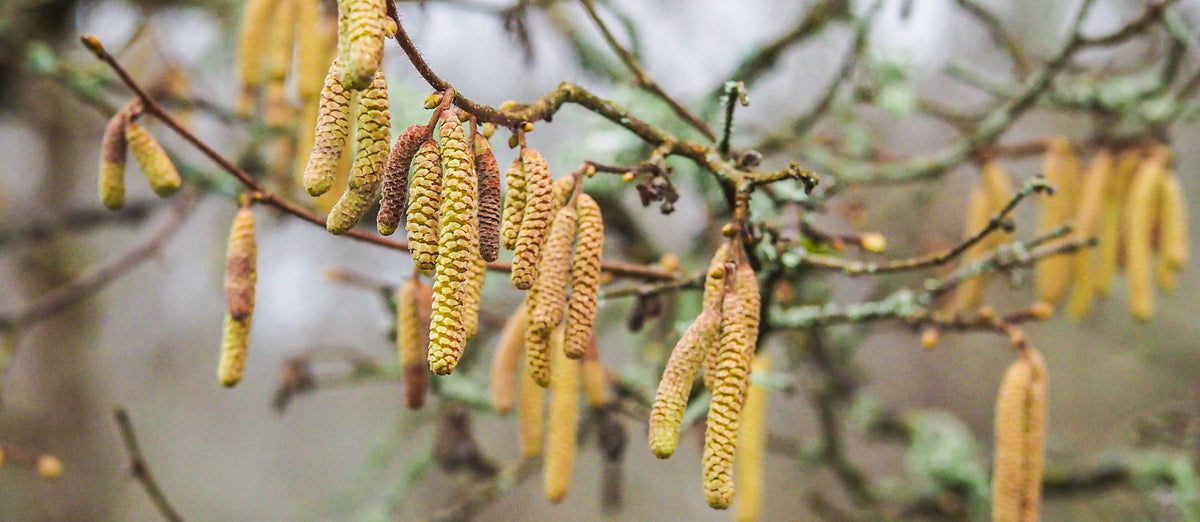 Pruning the Hazelnut (Corylus avellana)
