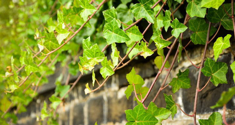 Pruning the Ivy (Hedera helix)