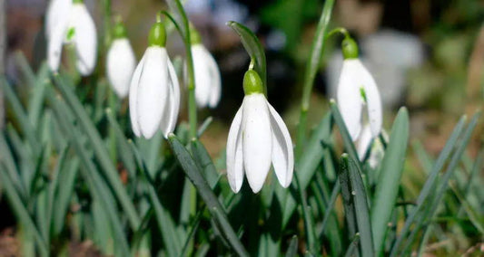 Naturalising flower bulbs and plants