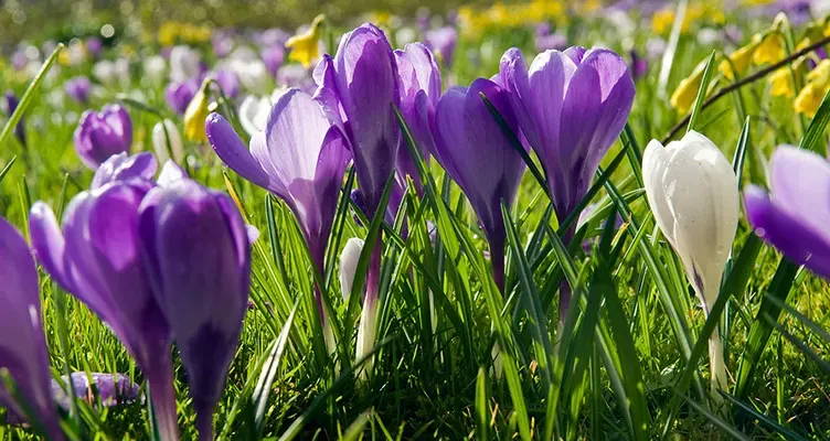 Spring fever starts with crocuses