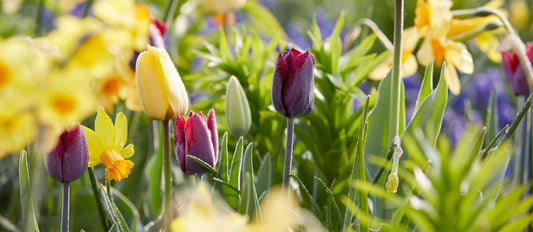 Planting bulbs in the spring = a sea of flowers in the summer!