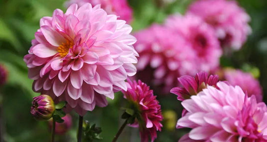 Organic plants and flower bulbs