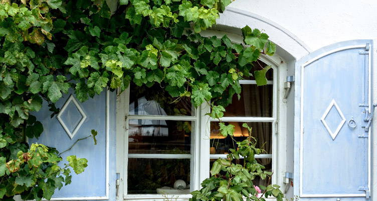 Self-clinging climbers: Ivy (Hedera Helix)