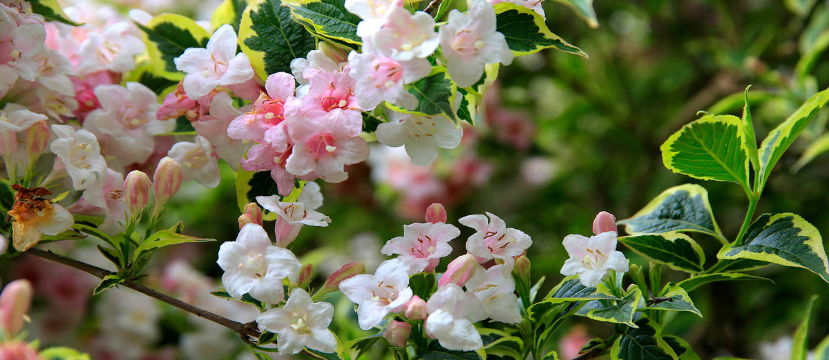 Pruning the Weigela (Weigelia)