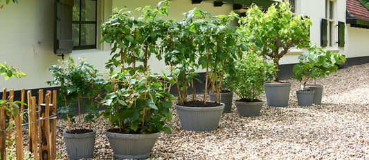 Top 10 fruit trees