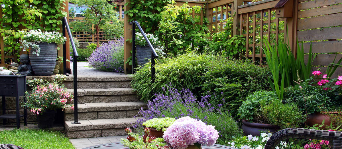 Top 10 fast-growing garden plants