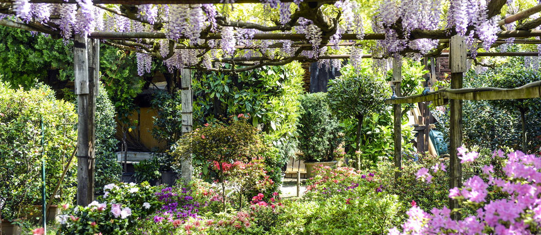 The 7 most popular climbing plants