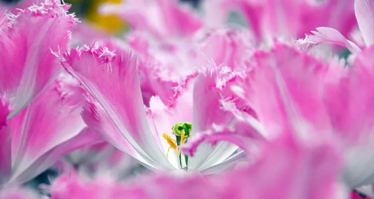 Top 5 most eccentric flower bulbs