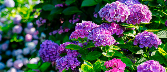 Hydrangeas in the spotlight