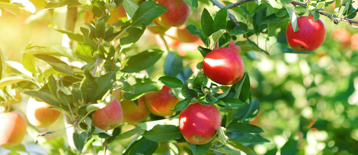 Pruning crab apple trees