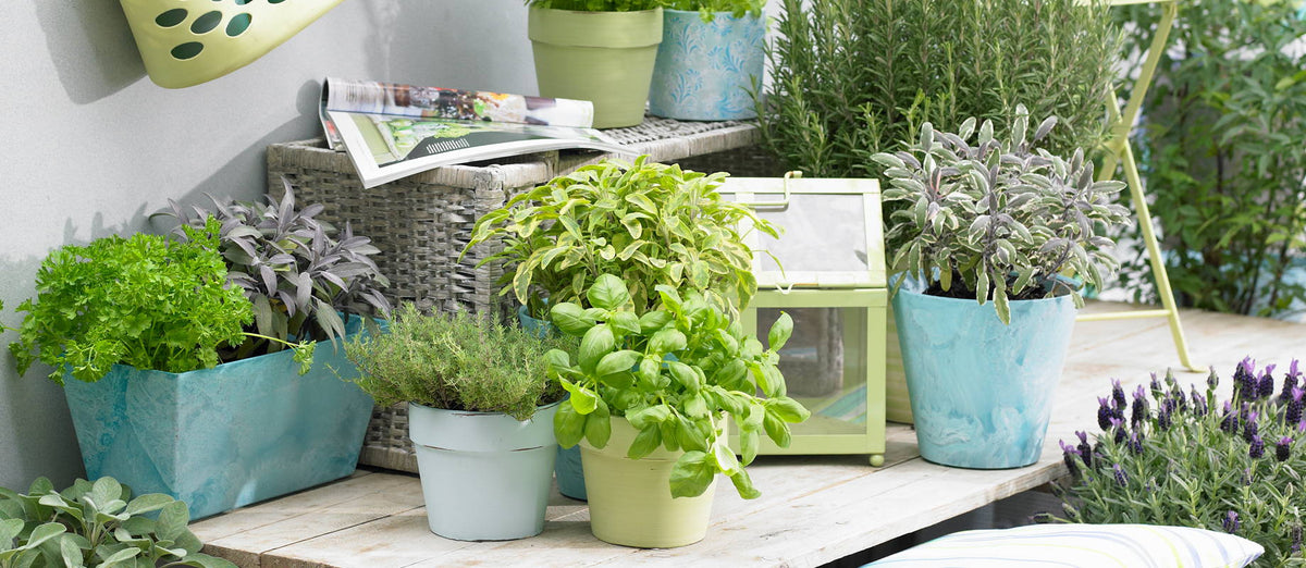 Grow your own herb garden on your balcony
