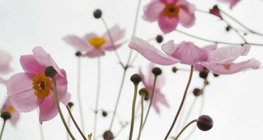 Planting and caring Anemones