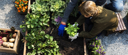 The fundamentals for your first vegetable garden