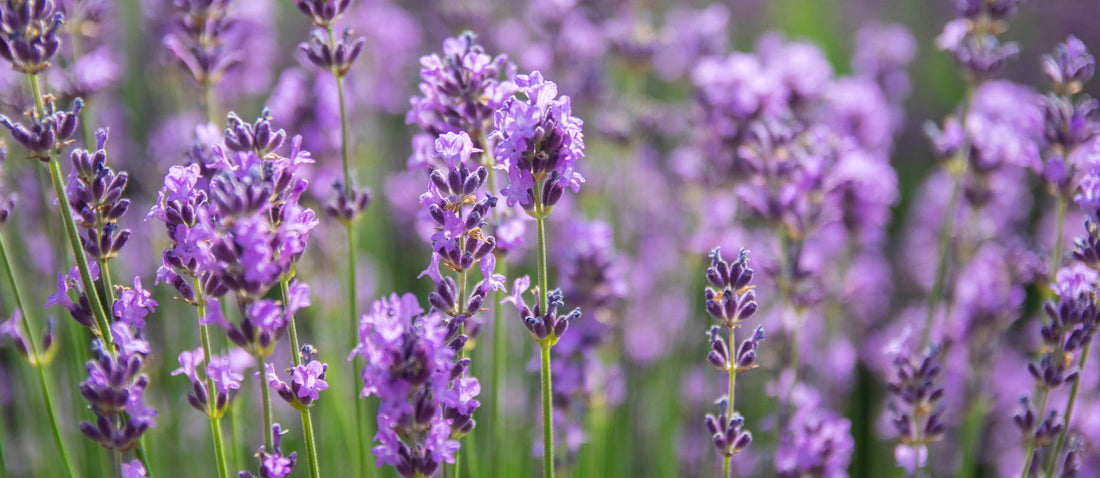 Lavender / Lavandula