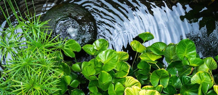 Make your pond paradise complete