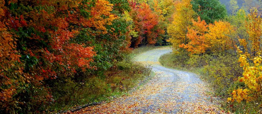 Autumn decoration with plants from your own garden