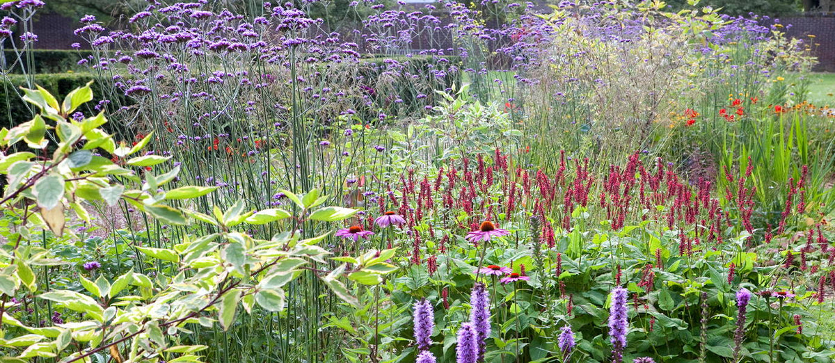 The butterfly border
