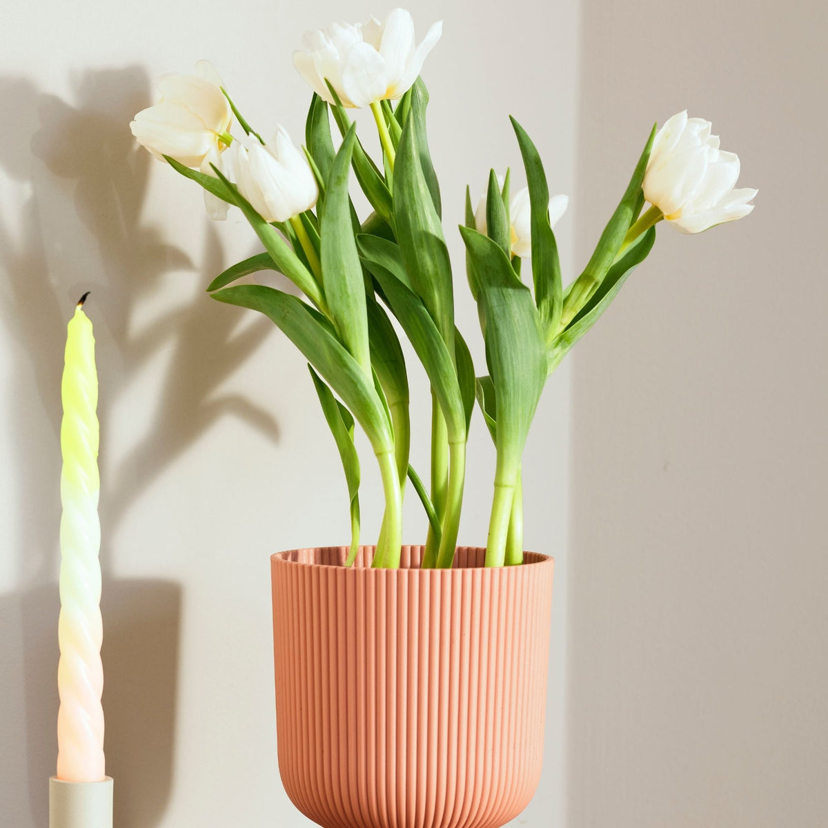 Flower Bulbs