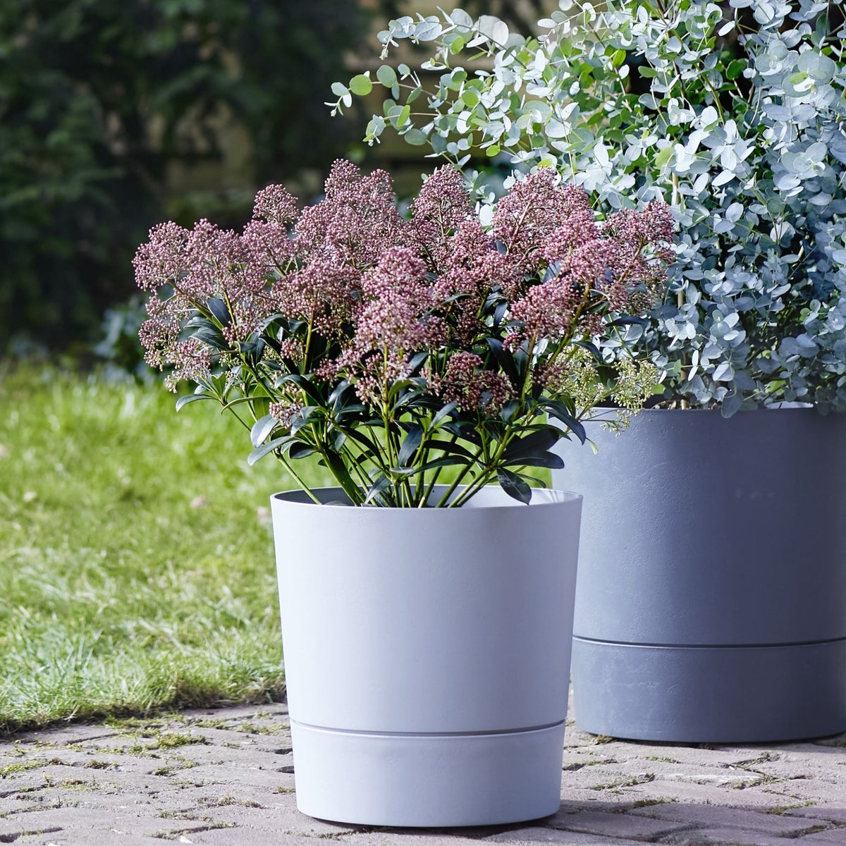 Garden Plants