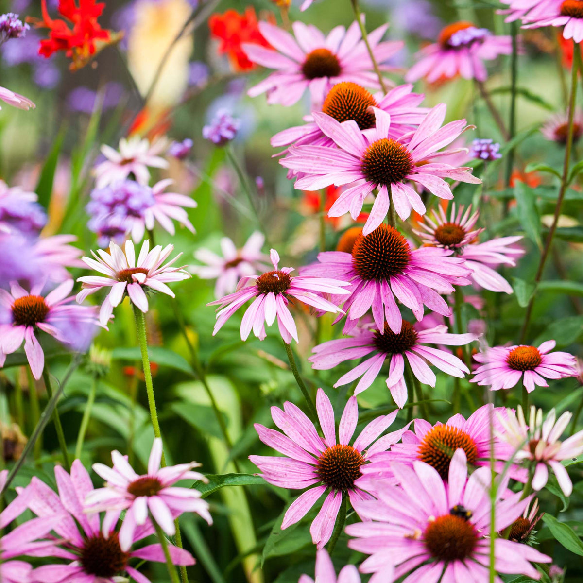 Perennials