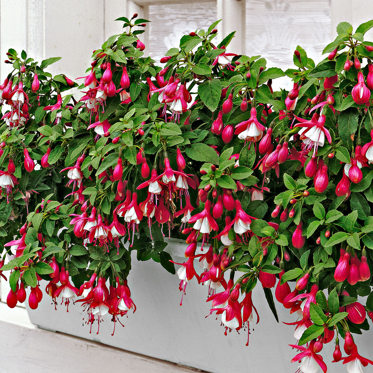 Fuchsia